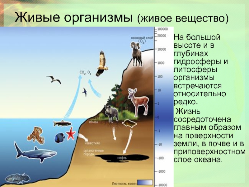 Презентация по теме биосфера 9 класс биология