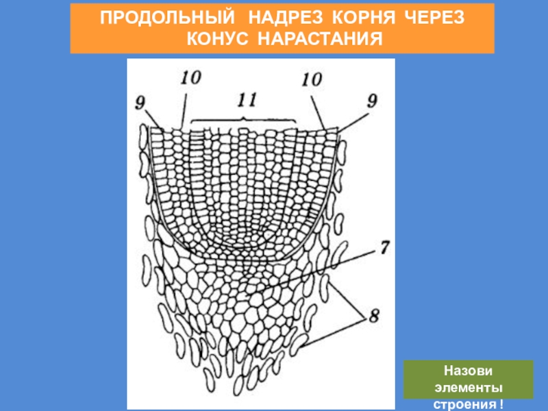 Разрез через. Продольный разрез через конус нарастания. Конус нарастания корня. Строение конуса нарастания корня. Продольный разрез конуса нарастания.