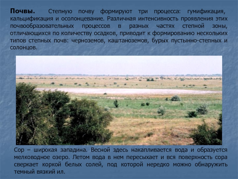 Степь почвы растения животные. Почвы Степной зоны. Зона степей почва. Каштановые почвы степей. Почвы степи в России.