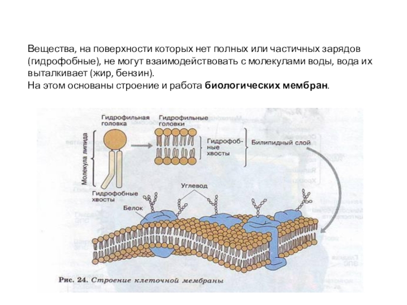 Мембрана растительной клетки функции. Клеточная мембрана биология 10 класс это. Мембрана биология строение. Строение клеточной мембраны 10 класс биология. Строение клеточной мембраны 9 класс биология.