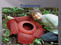 Удивительные растения мира