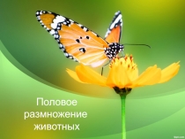 Презентация по биологии 6 класс Половое размножение