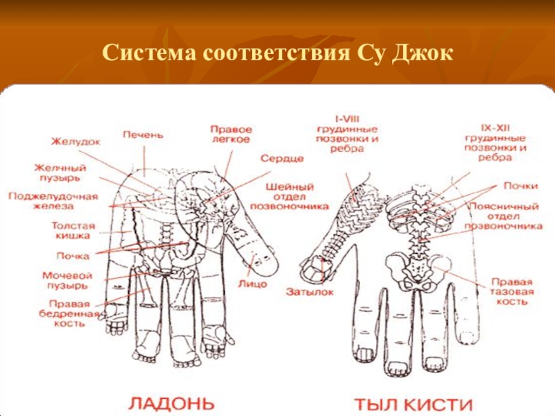 Карта руки су джок