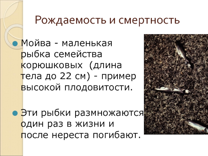 Рождаемость и смертностьМойва - маленькая рыбка семейства корюшковых (длина тела до 22 см) - пример высокой плодовитости.