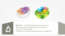 Презентация по биологии на тему кл-ка