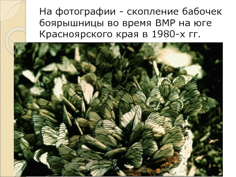 На фотографии - скопление бабочек боярышницы во время ВМР на юге Красноярского края в
