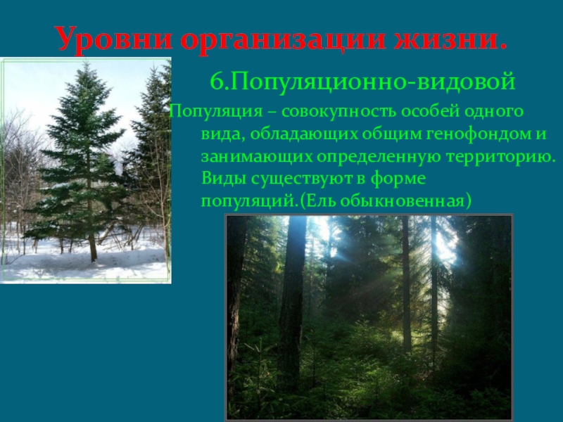 Уровни организации жизни. Ель популяция. Популяция Зайцев в лесу уровень организации.