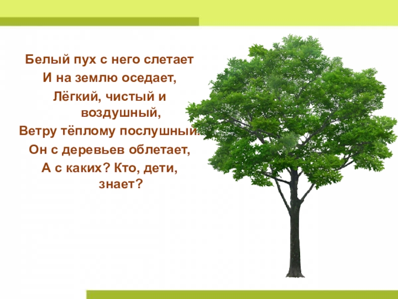 Деревья презентация 2 класс. Би деревья презентация. Задачи по проекту деревья наши легкие.