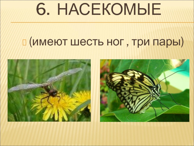 Насекомые текст. Насекомые имеют. Насекомые имеют 6 ног. Насекомые имеют пары. Насекомые 6 ног 2 класс.