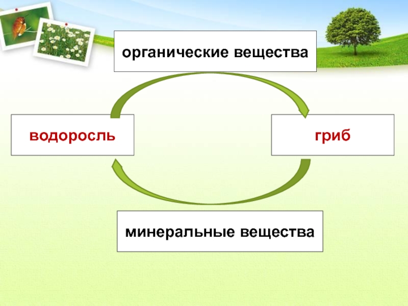 Водоросли органического вещества. Минеральные вещества в грибах. Симбиоз грибы вода Минеральные вещества гриб водоросли. Водоросли производят органические вещества.