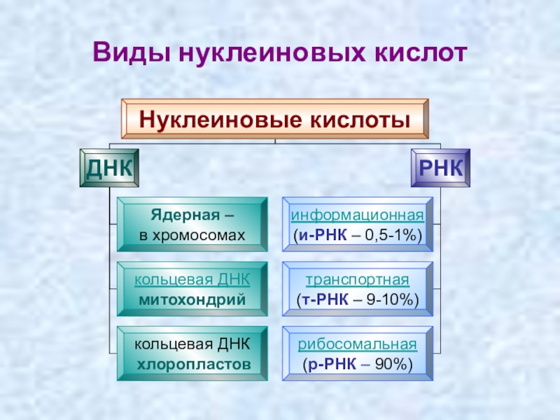 Рнк презентация 10 класс