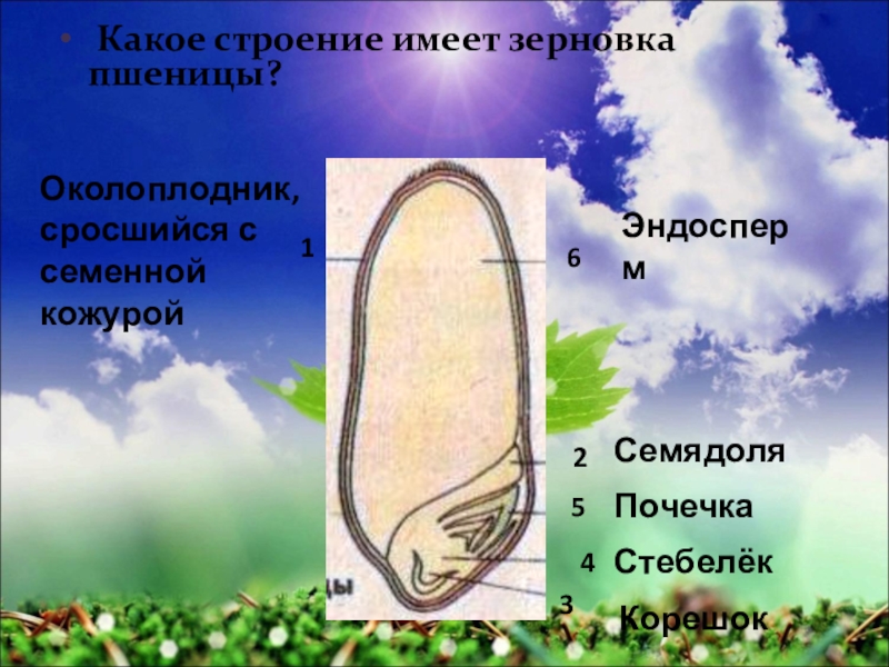 срез зерновки строение. строение зерновки пшеницы егэ. плод зерновка строение. строение семени зерновки пшеницы. строение зерновки кукурузы.