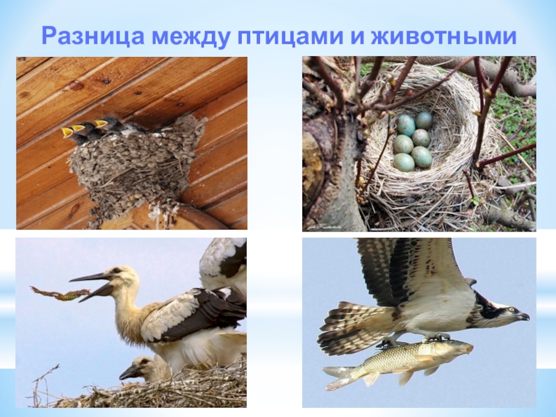 Презентация Презентация к окружающему миру на тему: Разница между птицами и животными