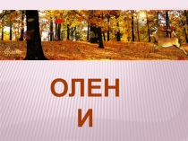 Презентация Что мы знаем об оленях