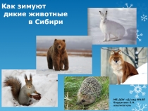 Как зимуют дикие животные в Сибири