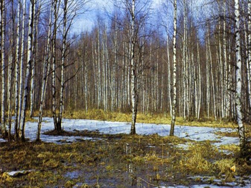 Первые проталины в лесу. Лес ранней весной. Проталины весной в лесу.