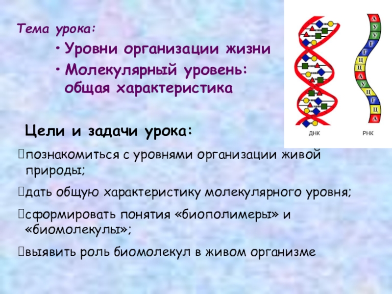 Молекулярный уровень организации жизни схема