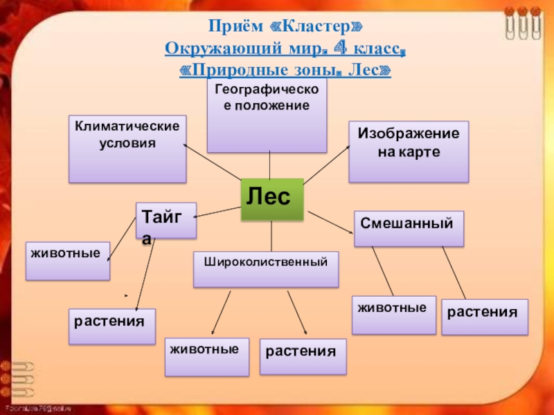 Кластер 4. Кластер по окружающему миру. Кластер на уроке окружающего мира. Что такое кластер в окружающем мире. Кластер окружающий мир Тайга.