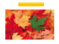 Презентация по русскому языку на тему Волшебный мир дерева