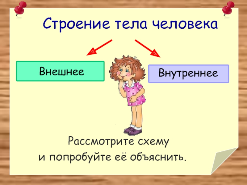 Объяснить строение. Рассмотри схему внешнее строение человека. Интерактивный тренажер строение тела человека 3 класс.