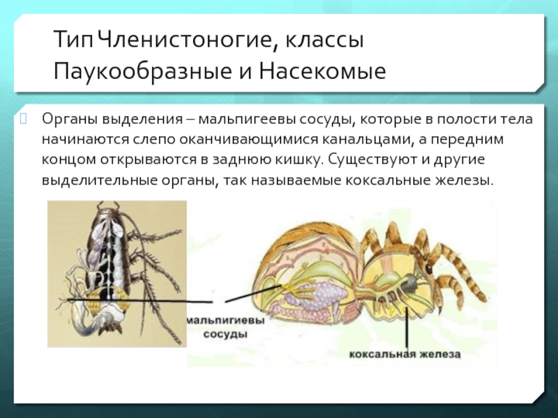 Эволюция выделительной системы у животных презентация