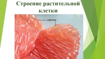 Презентация по биологии на тему Строение растительной клетки (5 класс)