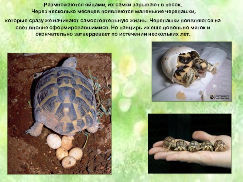 Какой тип питания характерен для среднеазиатской черепахи. Черепаха информация для детей. Черепаха для презентации. Размножение черепашек. Презентация черепаха для дошкольников.