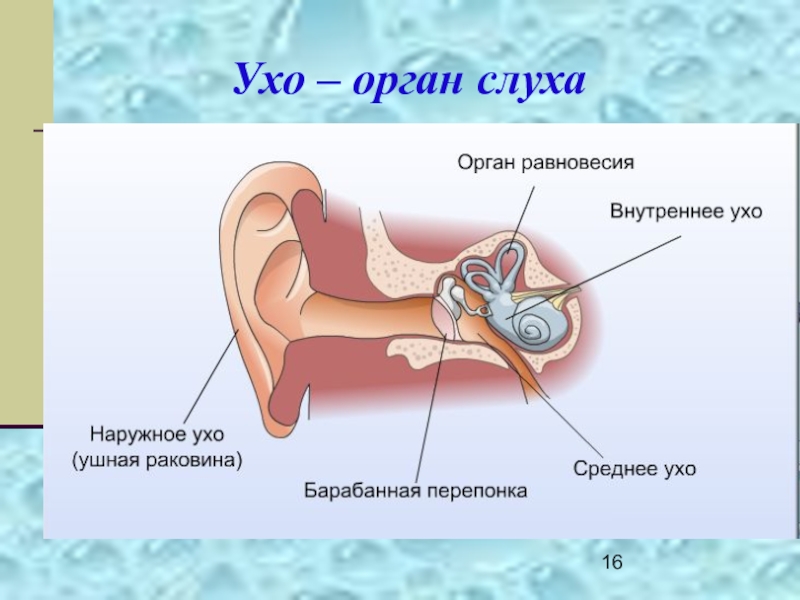 Схема органы слуха