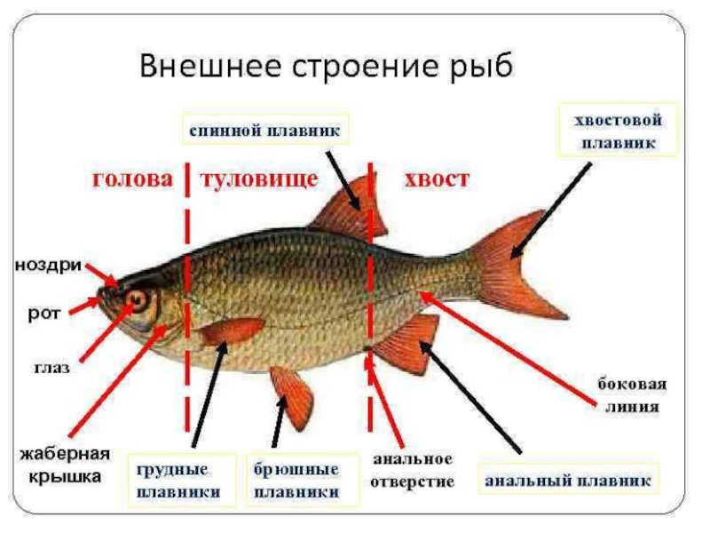 Презентация класс рыбы