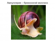 Презентация по биологии на тему Ампуллярия - брюхоногий моллюск