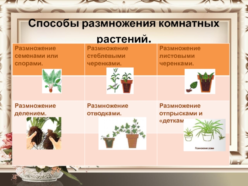Способы размножения комнатных растений.