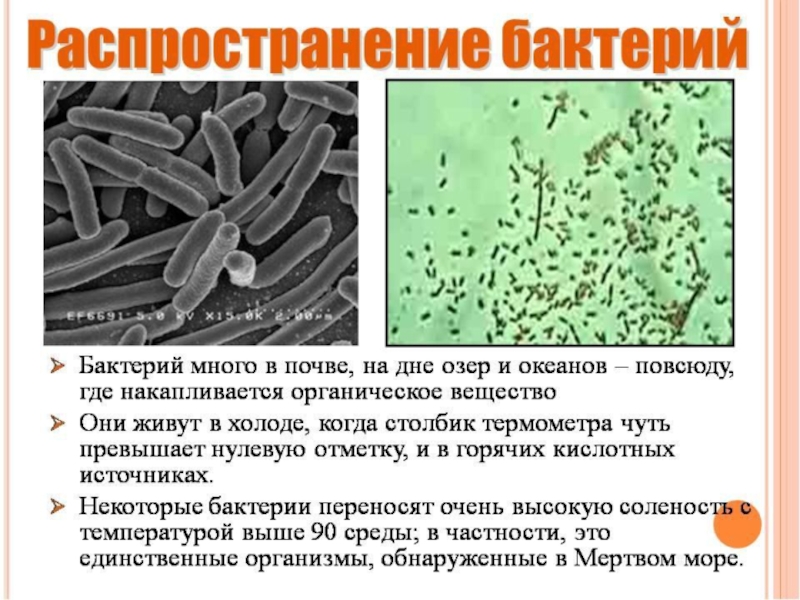 Презентация по теме бактерии 7 класс