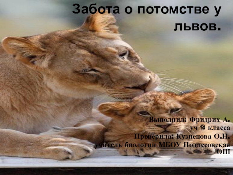 Презентация Забота о потомстве у львов.