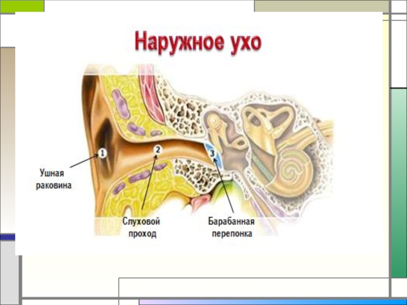 Схема наружного уха