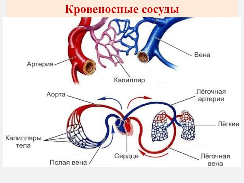 Схема строения сосудов человека