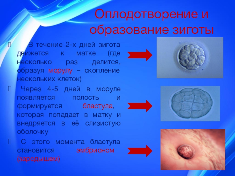 Презентация на тему внутриутробное развитие организма развитие после рождения 8 класс