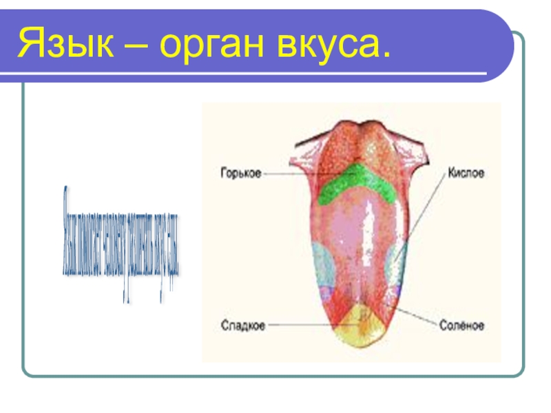 Органы вкуса презентация