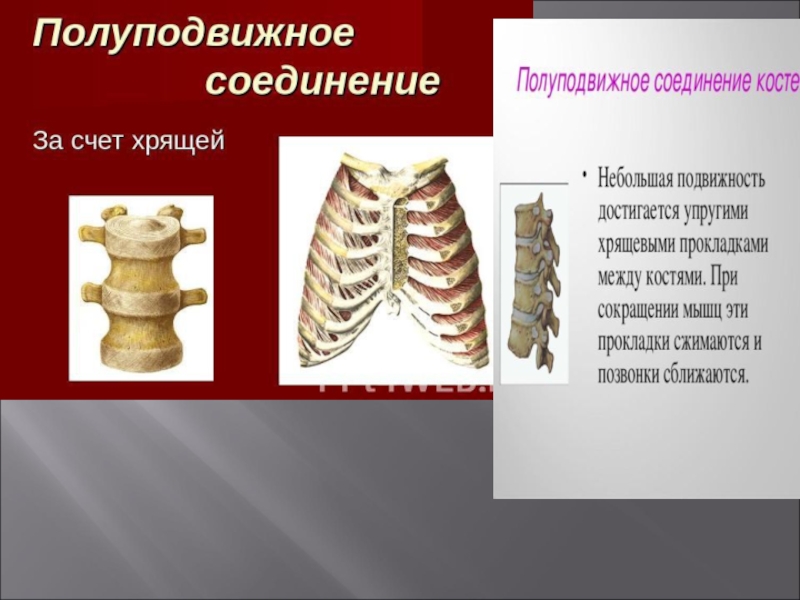Полуподвижные кости пример. Полуподвижное соединение хрящей. Полуподвижное соединение костей. Полуподвижное соединение между собой. Полуподвижно соединены кости.