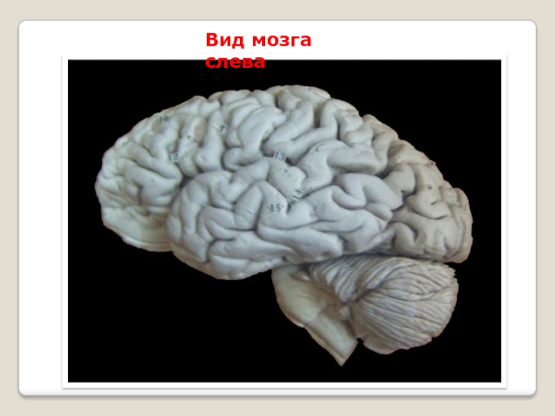 Виды мозга. Внешний вид мозга. Внешний вид головного мозга человека.