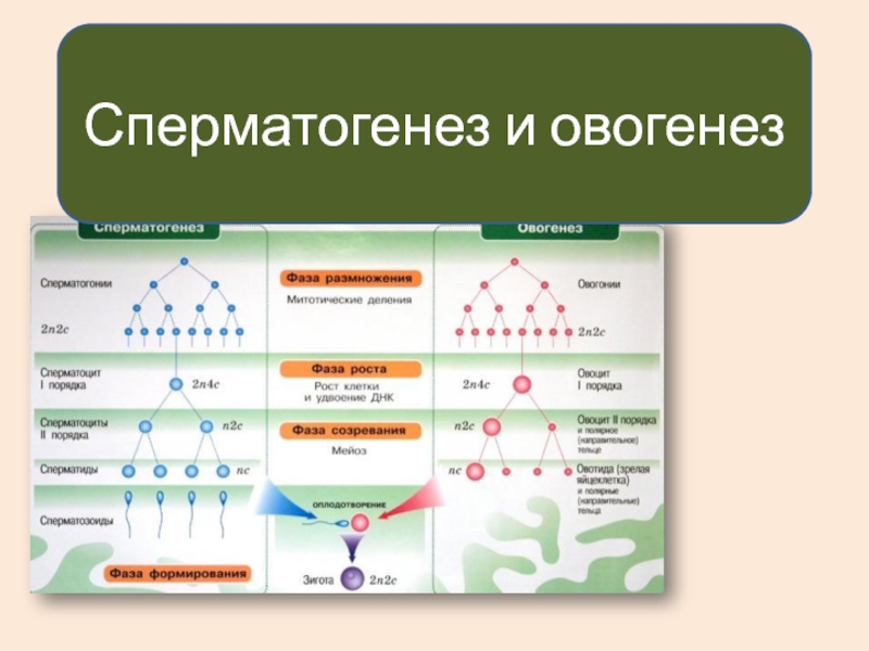 Развитие половых клеток презентация 10 класс