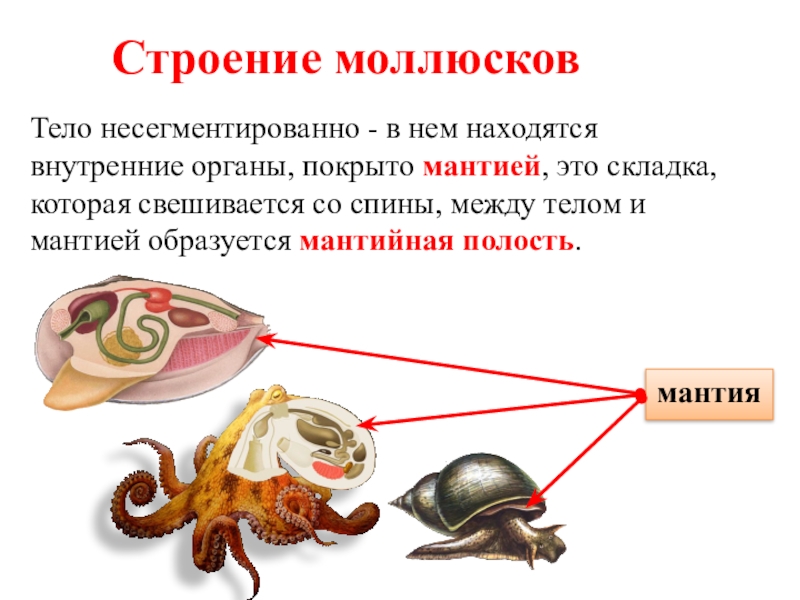 Презентация тип моллюски общая характеристика 7 класс презентация