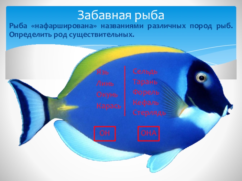 Род рыб. Рыба хирург описание. Рыба рыба хирург на белом фоне.