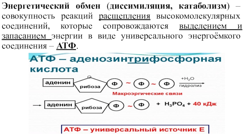 Энергетический обмен презентация 11 класс биология - 86 фото