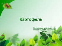 Презентация ученицы 6 класса по теме: Картофель