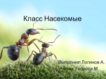 Презентация по биологии на тему Самые многочисленные обитатели Земли. Класс Насекомые(7 класс)