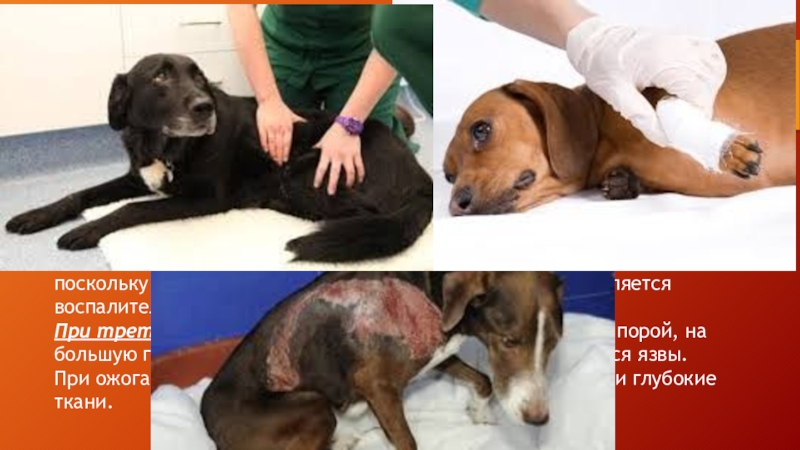 Ожог первой степени у собаки. Травмы от собак доклад. Оказание собакам первой доврачебной помощи служебной собаки. Заговор при ранении собаки.