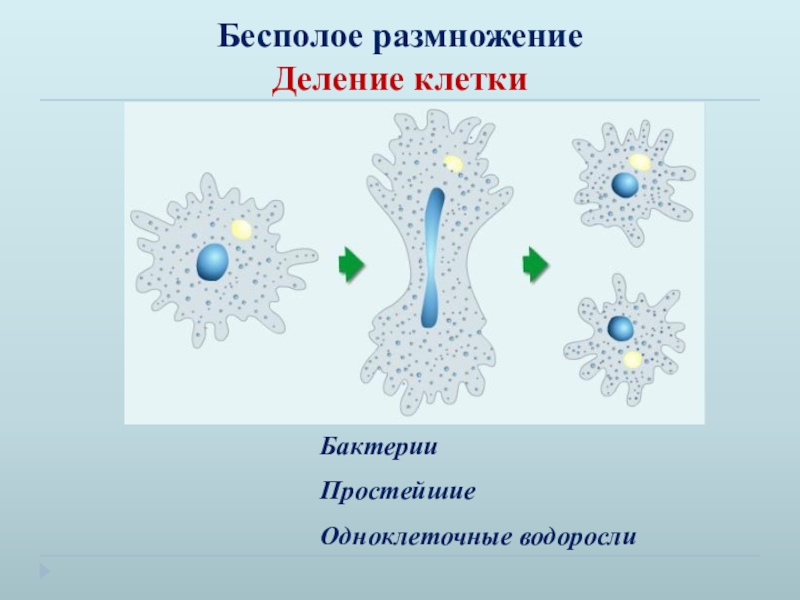 Деление размножение организмов. Бесполое размножение деление. Бесполое деление клетки. Размножение делением. Бесполое деление одноклеточных клеток.