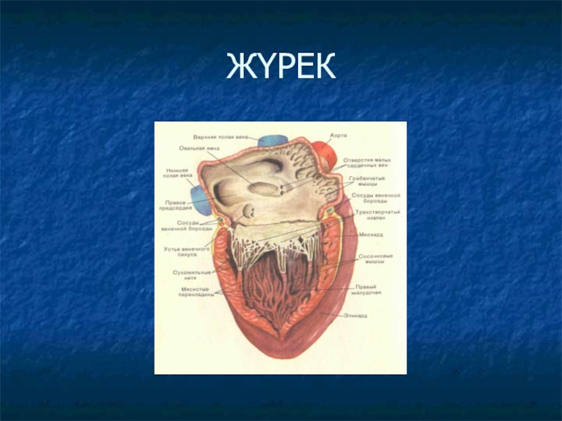 Жүрек құрылысы презентация