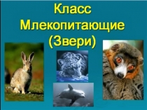 Презентация Класс Млекопитающие (Звери)