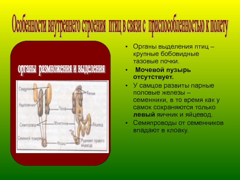 Схема органов выделения птиц